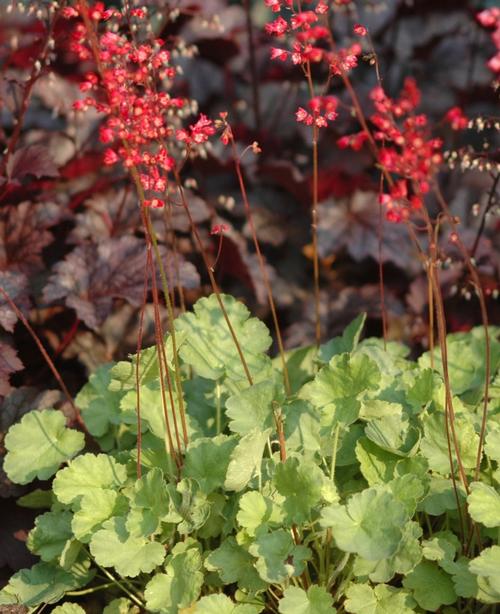 Heuchera sanguinea Firefly