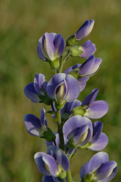 Baptisia 'Starlite Prairieblues™'