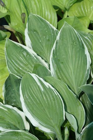 Hosta 'American Halo'