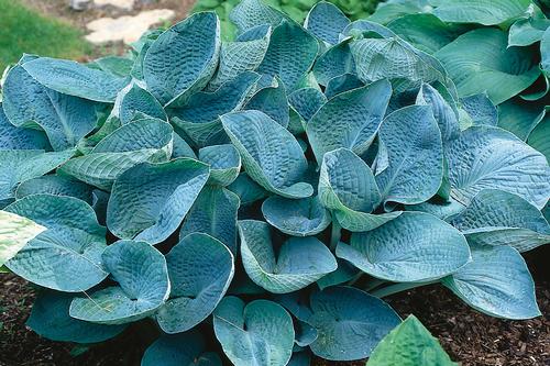 Hosta 'Big Daddy'