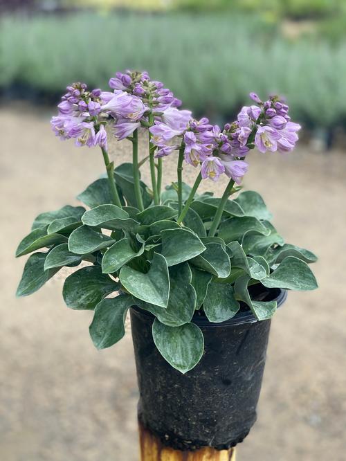 Hosta 'Blue Mouse Ears'