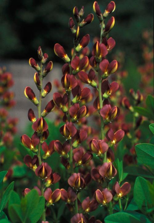 Baptisia 'Twilite Prairieblues™'