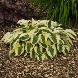 Hosta 'Brim Cup'