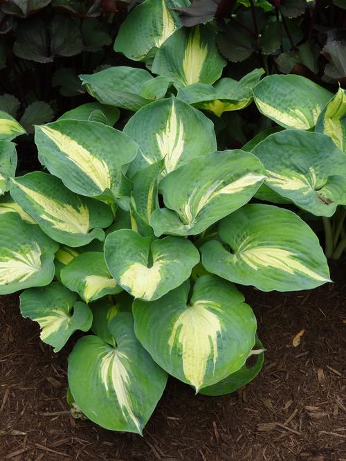 Hosta 'Dream Queen'