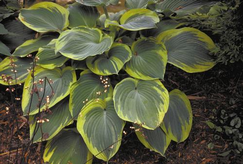 Hosta 'Earth Angel'