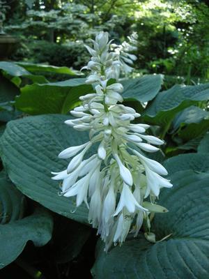 Hosta 'Elegans (sieboldiana)'