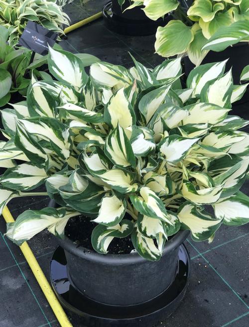 Hosta Fire and Ice (fortunei)