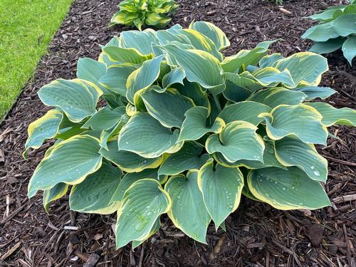 Hosta 'First Frost'