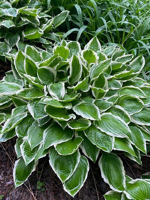 Hosta 'Francee'