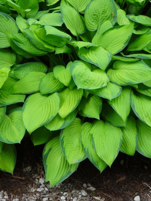 Hosta 'Gold Standard'