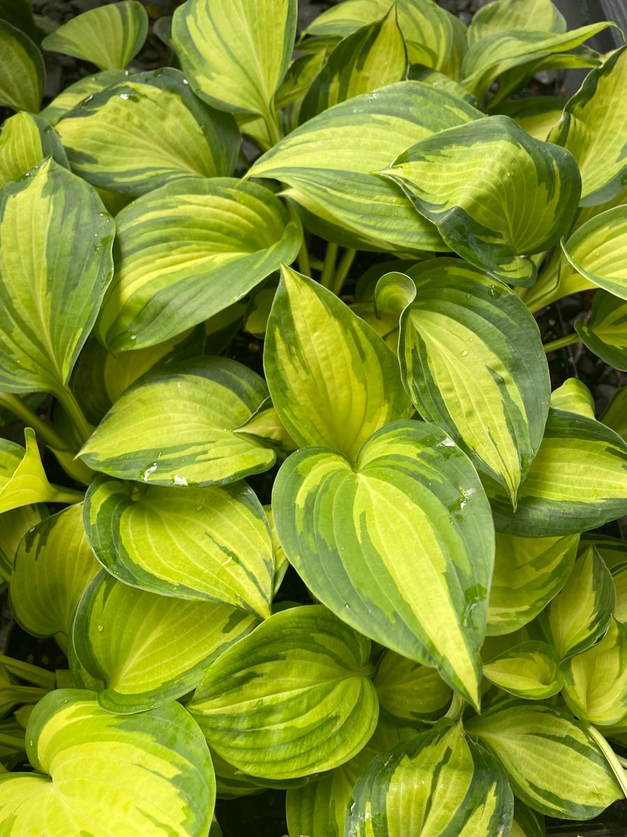 Hosta 'Great Expectations (sieboldiana)'