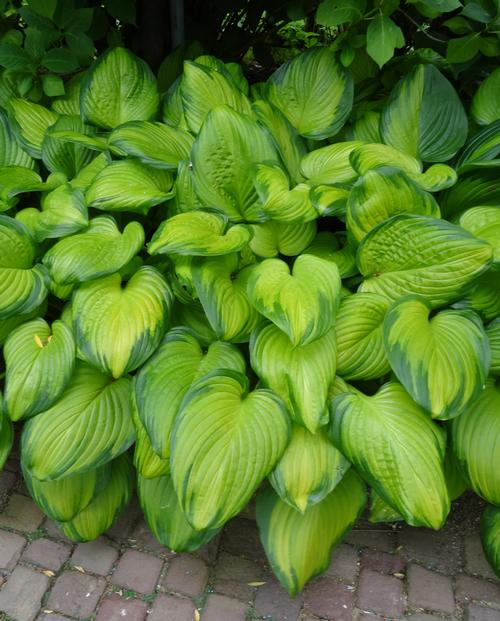 Hosta 'Guacamole'