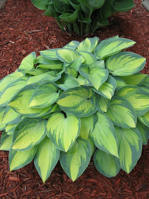 Hosta 'June'