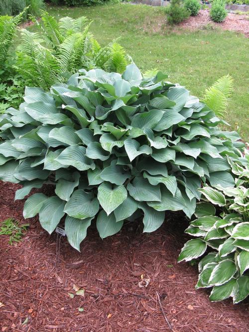 Hosta 'Krossa Regal'