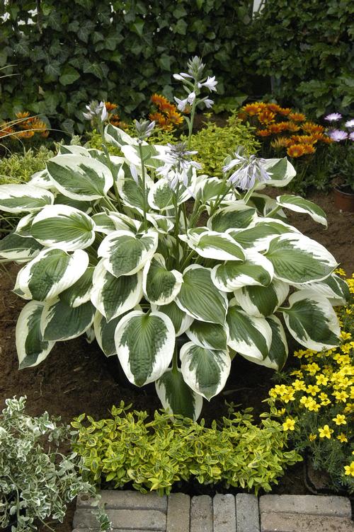 Hosta 'Minuteman'