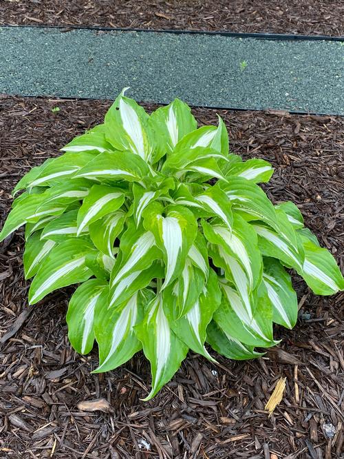 Hosta 'Night Before Christmas'