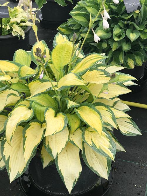 Hosta (Plantain Lily)