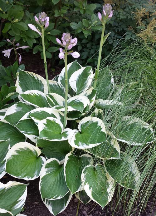 Hosta 'Patriot'