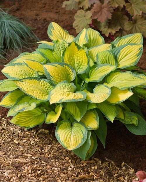 Hosta Paul's Glory