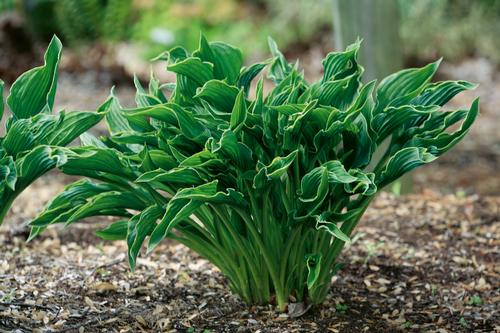 Hosta 'Praying Hands'