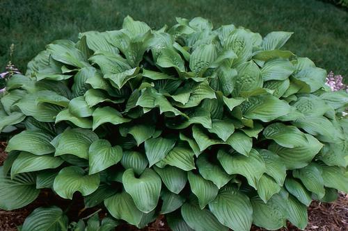 Hosta 'Royal Standard'