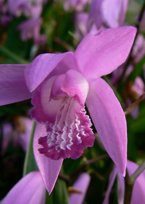 Bletilla striata