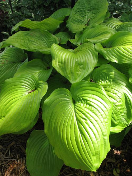 Hosta 'Sum and Substance'