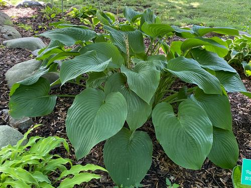 Hosta 'T-Rex'