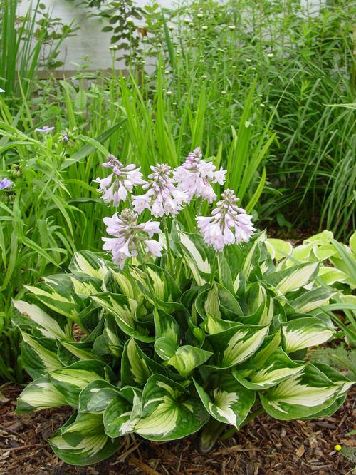 Hosta 'Whirlwind'