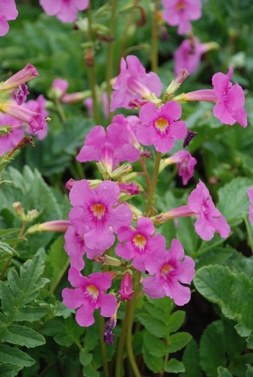 Incarvillea delavayi 