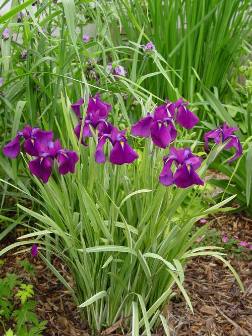 Iris ensata 'Variegata'