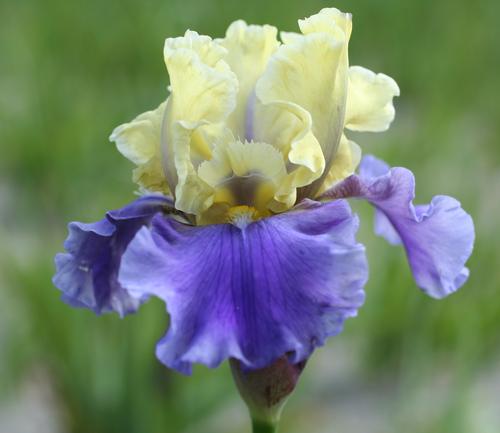 Iris germanica 'Edith Wolford'