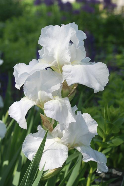 Iris germanica 'Immortality'