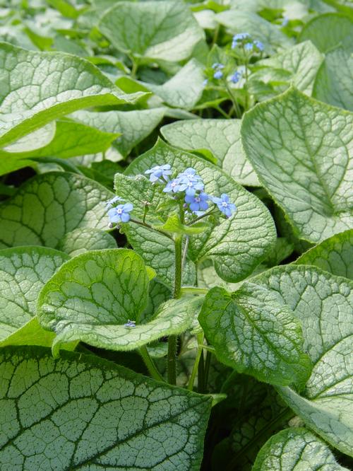 Brunnera macrophylla 'Jack Frost'