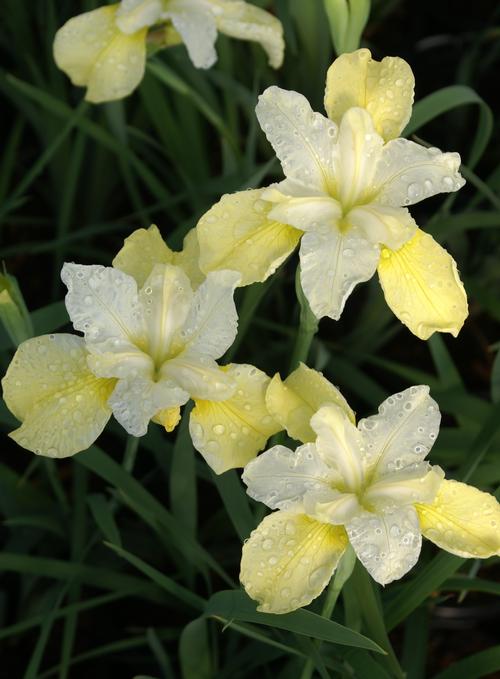 Iris siberica 'Butter & Sugar'