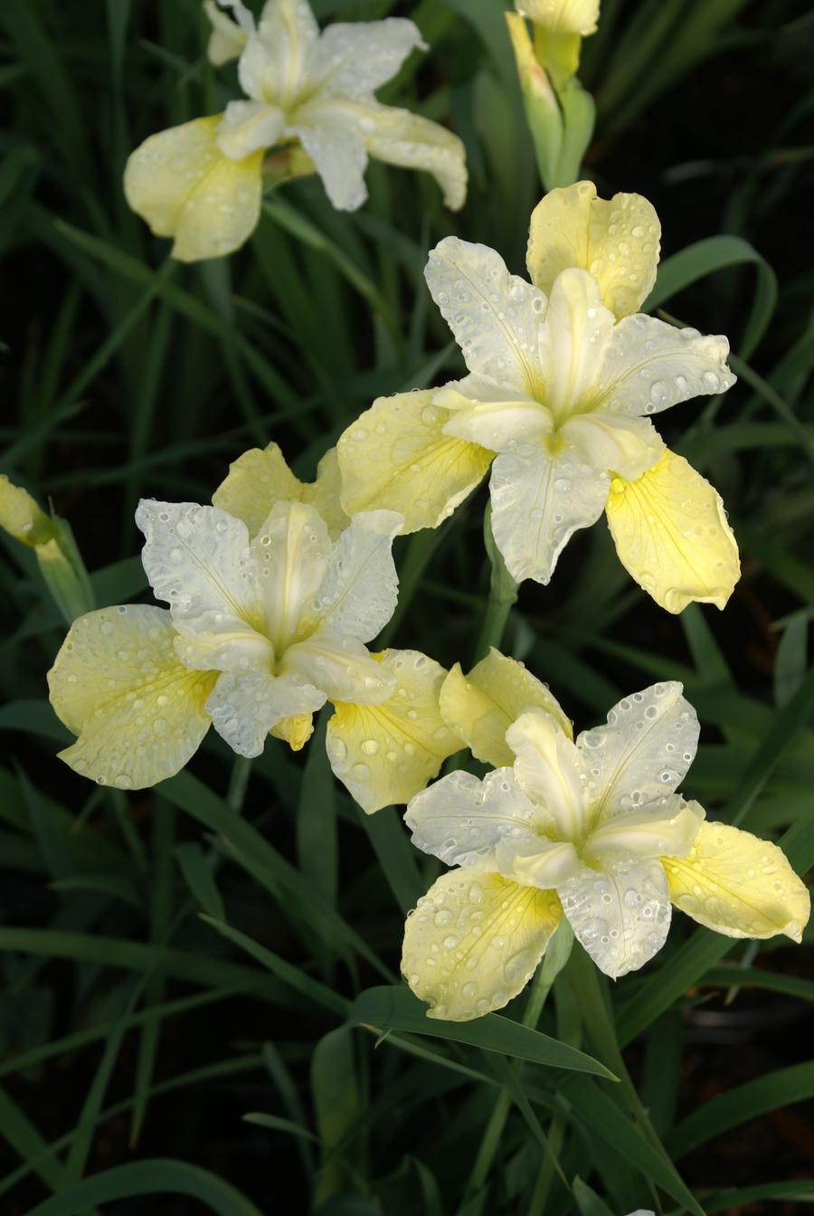 Iris siberica 'Butter & Sugar'