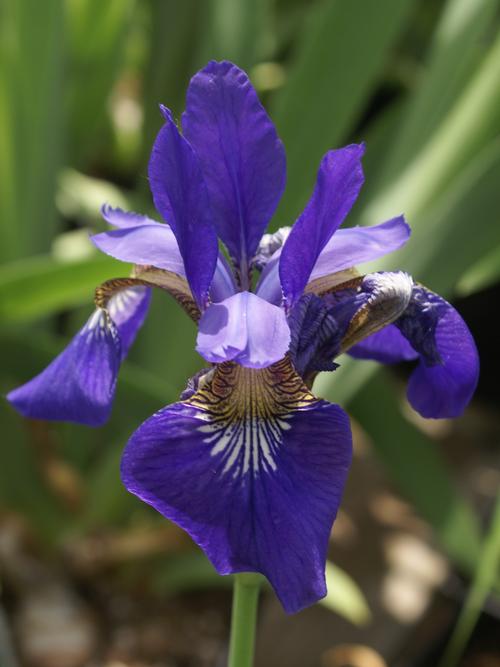 Iris siberica 'Caesar's Brother'