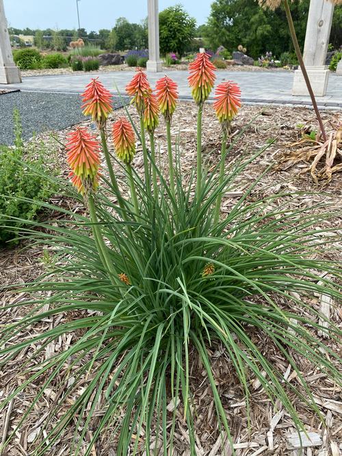 Kniphofia hirsuta 'Fire Dance'