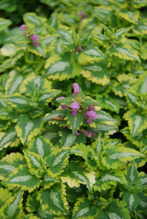 Lamium maculatum (Spotted Dead Nettle)