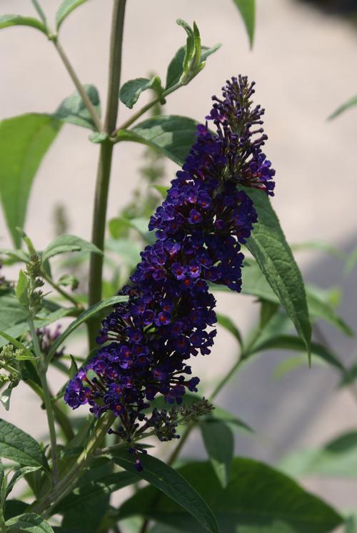 Buddleia davidii 'Black Night'