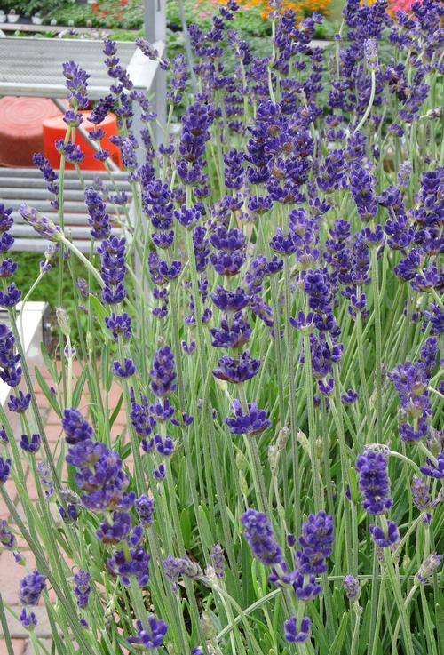 Lavandula angustifolia 'Hidcote'