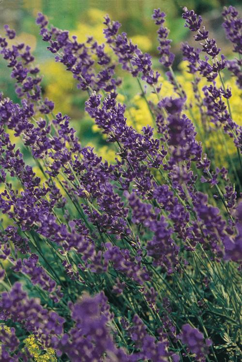 Lavandula angustifolia 'Munstead'