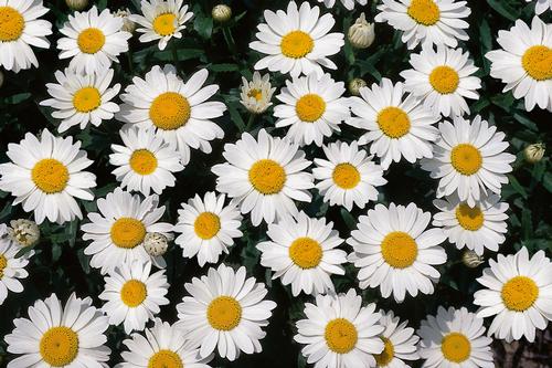 Leucanthemum superbum 'Snowcap'