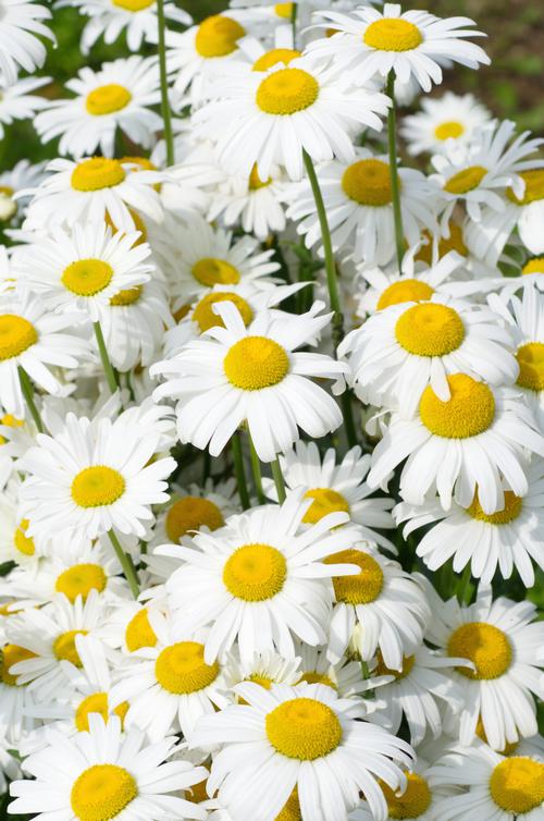 Leucanthemum superbum Snow Lady