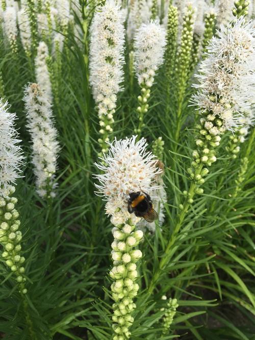 Liatris spicata 'Floristan Alba'