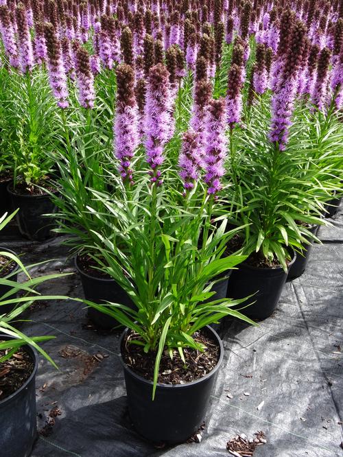 Liatris spicata 'Kobold'