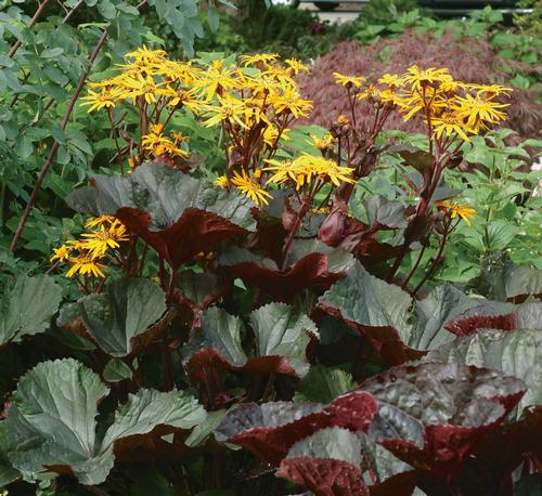 Ligularia dentata 'Britt-Marie Crawford'