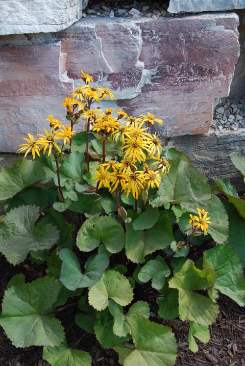 Ligularia dentata 'Othello'