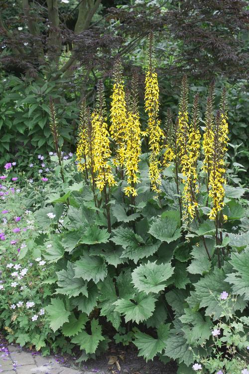 Ligularia stenocephala 'Little Rocket'