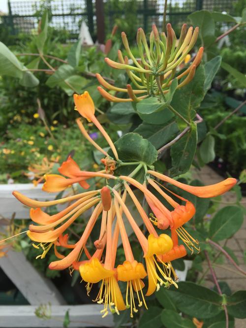 Lonicera x (Honeysuckle)